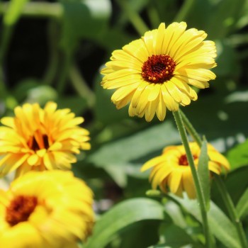 Ringelblume Touch of Red Yellow (Samen)