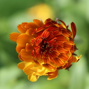Ringelblume Touch of Red Yellow (Samen)