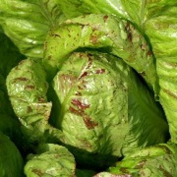 Salat Forellenschluss