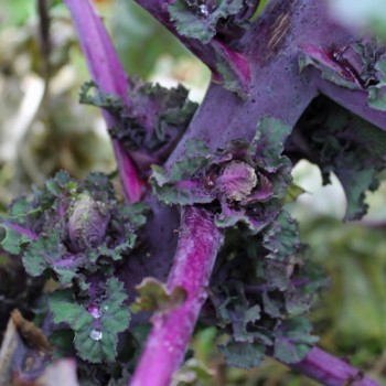 Röschenkohl Petit Posy (Samen)