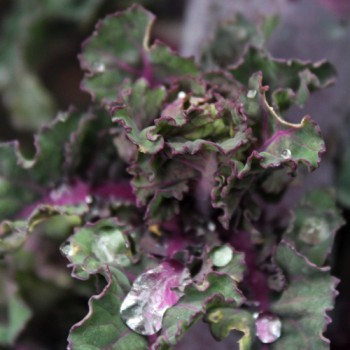 Röschenkohl Petit Posy (Samen)