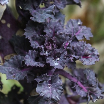 Röschenkohl Petit Posy (Samen)