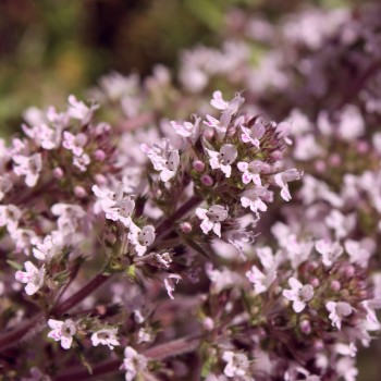 Rosenduftthymian (Pflanze)