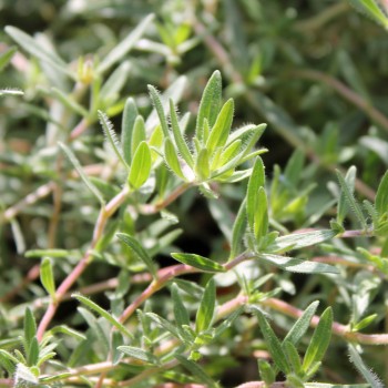 Rosenduftthymian (Pflanze)