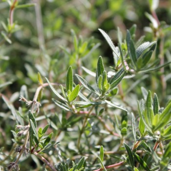 Rosenduftthymian (Pflanze)