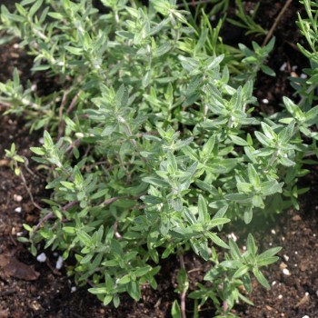 Rosenduftthymian (Pflanze)