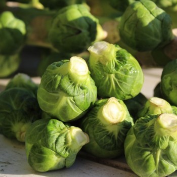 Rosenkohl Long Island (Samen)
