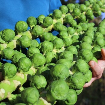 Rosenkohl Long Island (Samen)