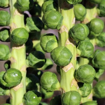 Rosenkohl Long Island (Samen)