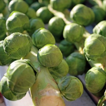 Rosenkohl Long Island (Samen)