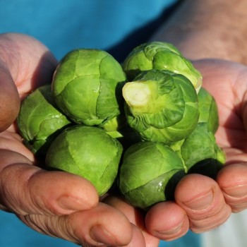 Rosenkohl Long Island (Samen)