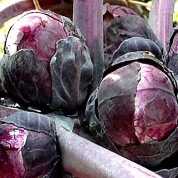 Rosenkohl rot