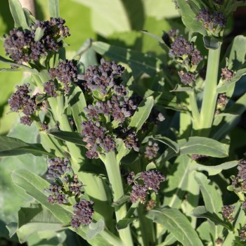 Rosetten-Broccoli Early Purple Sprouting (Samen)