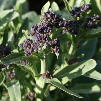 Rosetten-Broccoli Early Purple Sprouting (Samen)
