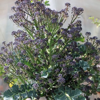 Rosetten-Broccoli Rudolph (Samen)