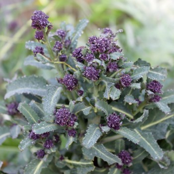 Rosetten-Broccoli Rudolph (Samen)