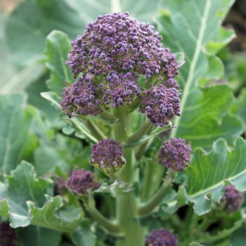 Rosetten-Broccoli Rudolph (Samen)