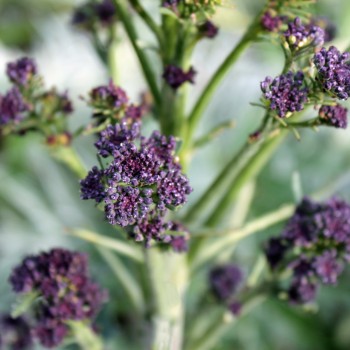 Rosetten-Broccoli Rudolph (Samen)