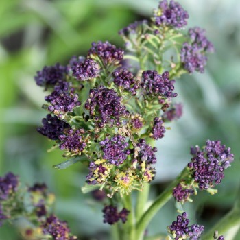 Rosetten-Broccoli Rudolph (Samen)