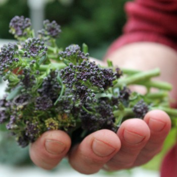 Rosetten-Broccoli Rudolph (Samen)
