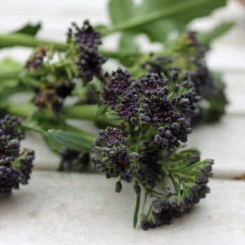 Rosetten-Broccoli Rudolph (Samen)