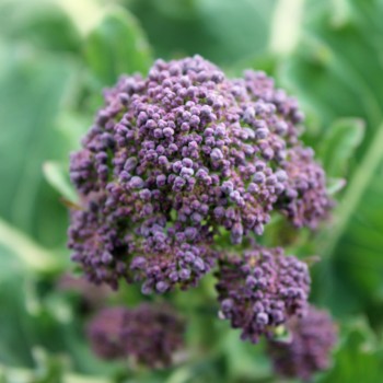 Rosetten-Broccoli Rudolph (Samen)