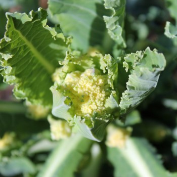 Neu! Rosetten-Broccoli White Star (Samen)