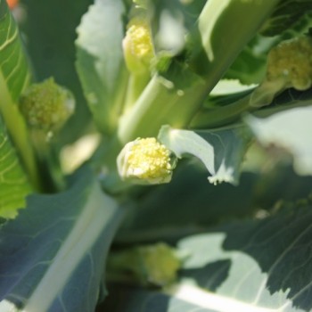 Neu! Rosetten-Broccoli White Star (Samen)