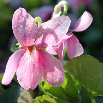 Duftveilchen Rosine (Pflanze)