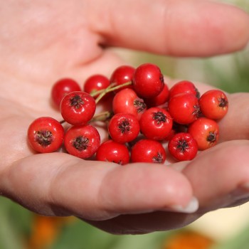 Rote Apfelbeere (Pflanze)