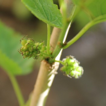 Rote Maulbeere (Pflanze)