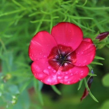 Roter Lein (Samen)