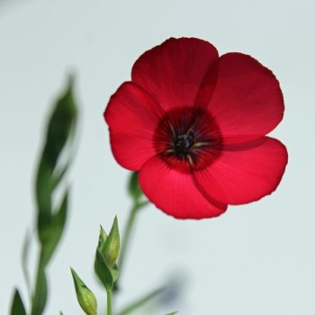 Roter Lein (Samen)