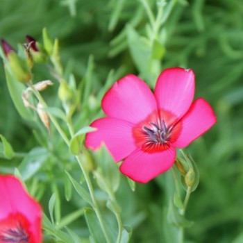 Roter Lein (Samen)