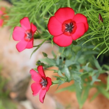 Roter Lein (Samen)