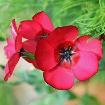 Roter Lein (Samen)
