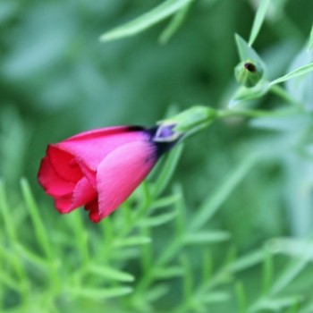 Roter Lein (Samen)