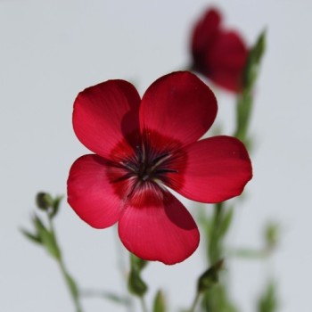 Roter Lein (Samen)