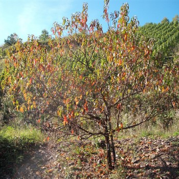 Roter Weinbergpfirsich (Pflanze)