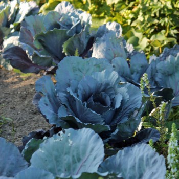 Rotkohl Cabeza Negra (Samen)