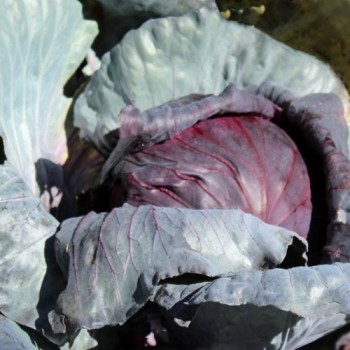Rotkohl Langedijker Sommer (Samen)