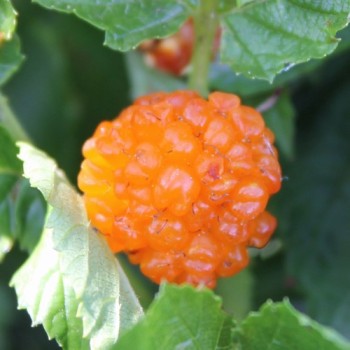 Goldbeere (Pflanze)