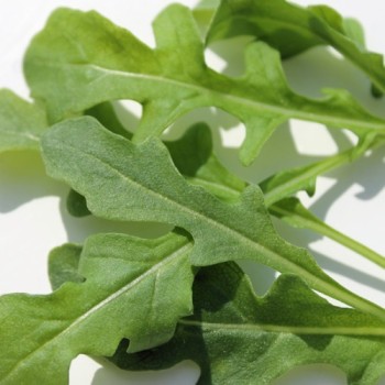Rucola Bellezia (Samen)