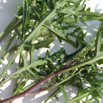 Rucola Bellezia (Samen)