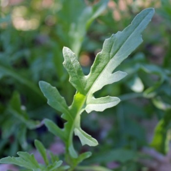 Rucola Bellezia (Samen)