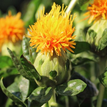 Saflor - Färberdistel orange (Samen)