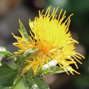 Saflor Canary Yellow (Samen)