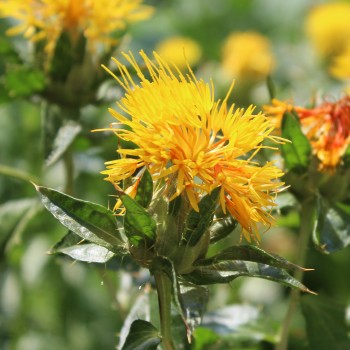 Saflor Canary Yellow (Samen)