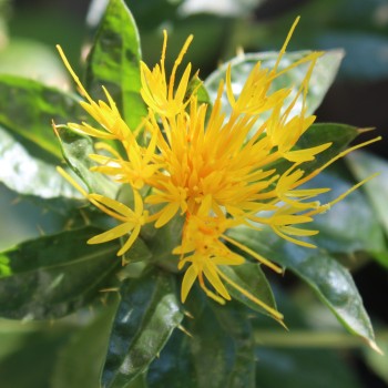 Saflor Canary Yellow (Samen)