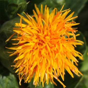Saflor - Färberdistel orange (Samen)
